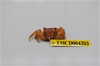 藏品(斑點擬相手蟹)的圖片